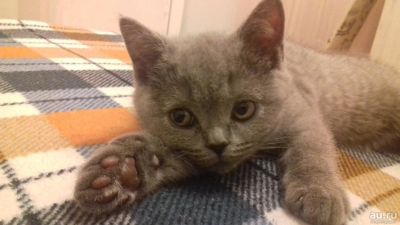 Лот: 11010593. Фото: 1. Шотландский голубой котёнок. Кошки, котята