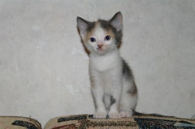 Лот: 6436004. Фото: 1. мерилин монро ... почти. Кошки, котята