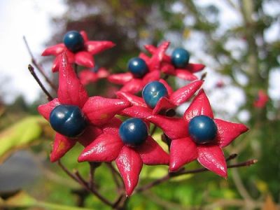 Лот: 3050381. Фото: 1. Clerodendrum Trichotomum или Клеродендрум... Горшечные растения и комнатные цветы