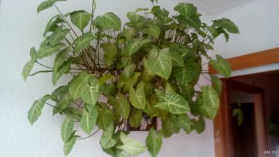 Лот: 13263995. Фото: 1. Сингониум. Горшечные растения и комнатные цветы