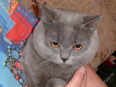 Лот: 1836629. Фото: 1. фенотипичный голубой британец. Кошки, котята