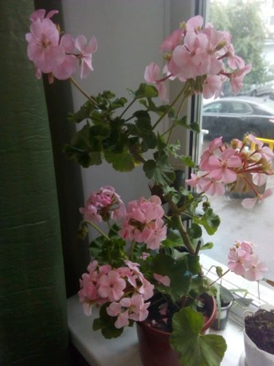 Лот: 16440262. Фото: 1. Герань (пеларгония). Горшечные растения и комнатные цветы
