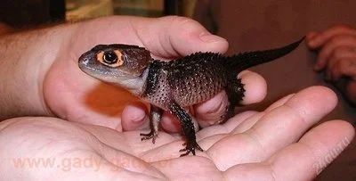 Лот: 2002080. Фото: 1. Tribolonotus gracilis красноглазый... Остальные животные
