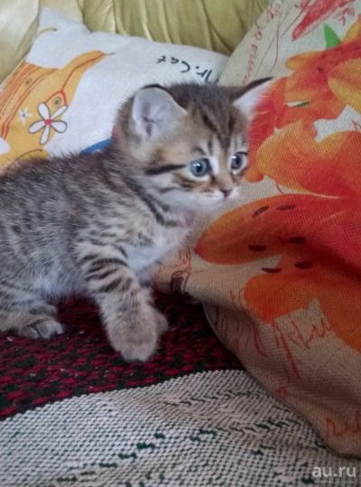 Лот: 13473442. Фото: 1. Британцы недорого. Кошки, котята