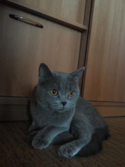 Лот: 7395202. Фото: 1. Британская кошечка 2,5 года. Кошки, котята