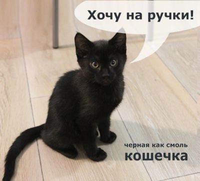 Лот: 17580219. Фото: 1. Отдам котёнка. Кошки, котята