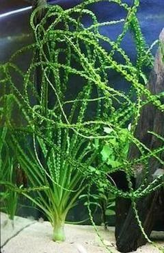 Лот: 11374353. Фото: 1. Кринум каламистратум. Водные растения