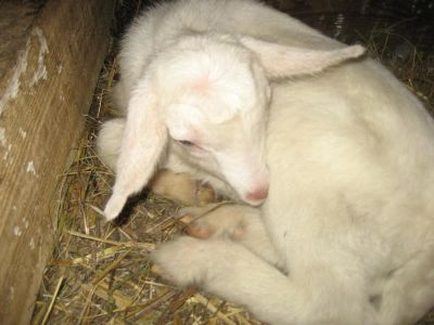 Лот: 4091781. Фото: 1. Продам козленка обмен на сено... Остальные животные