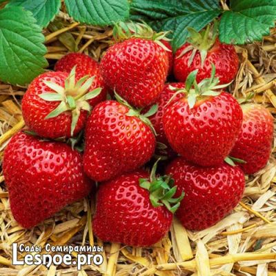 Лот: 9744729. Фото: 1. Клубника свежая из Сербии, 0.25... Ягоды, орехи