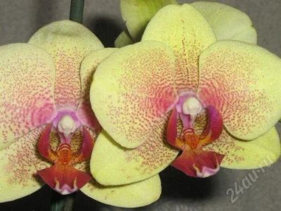 Лот: 1217832. Фото: 1. орхидея фаленопсис, зацвёл. Горшечные растения и комнатные цветы