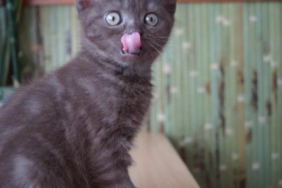 Лот: 4264970. Фото: 1. Шотландская прямоухая шоколадная... Кошки, котята