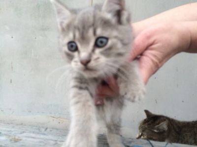 Лот: 7661794. Фото: 1. Котенок, девочка! Ищу хозяина!. Кошки, котята