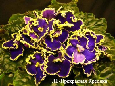 Лот: 1408476. Фото: 1. ле-прекрасная креолка, детка. Горшечные растения и комнатные цветы