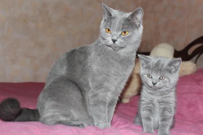 Лот: 3642018. Фото: 1. Британские котята умницы!. Кошки, котята