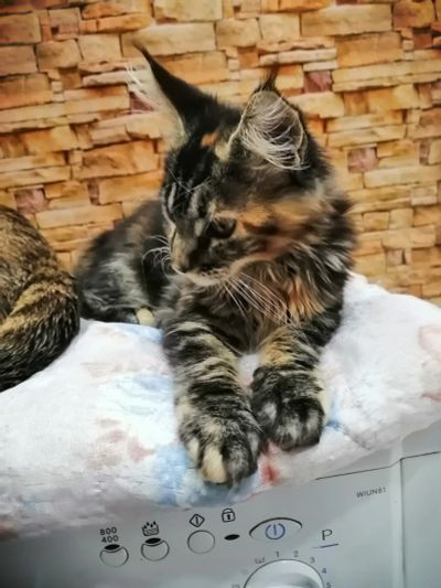 Лот: 18041461. Фото: 1. Котёнок. Кошки, котята