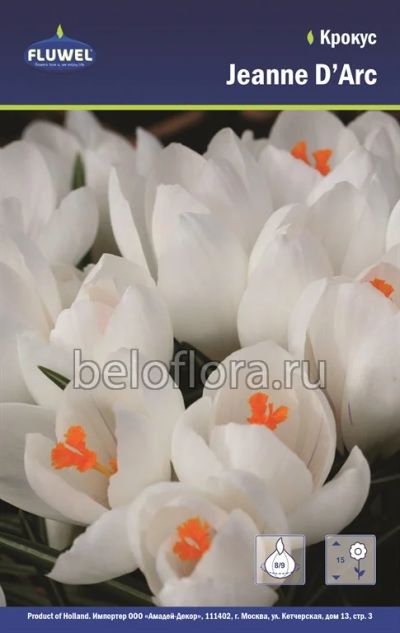 Лот: 6195754. Фото: 1. Крокус Jeanne D'Arc. Луковица. Другое (семена, рассада, садовые растения)