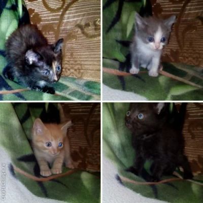 Лот: 6257623. Фото: 1. Котятки. Кошки, котята