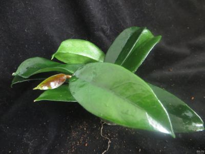 Лот: 13591692. Фото: 1. Хойя Hoya Dasiantha. Горшечные растения и комнатные цветы