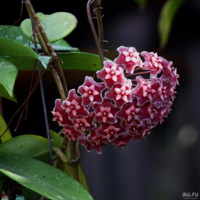 Лот: 13558980. Фото: 1. Хойя Hoya ovalifolia. Горшечные растения и комнатные цветы
