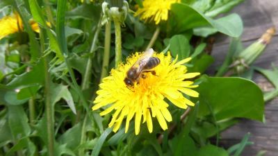 Лот: 6741434. Фото: 1. Пыльца цветочная, Свежая, 1 кг... Мёд, продукты пчеловодства