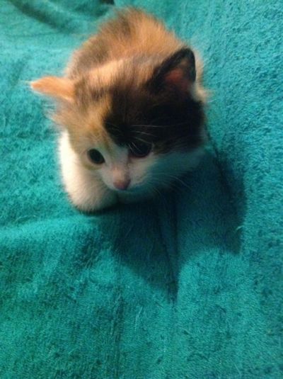 Лот: 7447916. Фото: 1. Пушистый котёнок даром. Кошки, котята