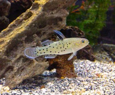 Лот: 6623113. Фото: 1. Бычек Рыцарь - (Stigmatogobius... Рыбки