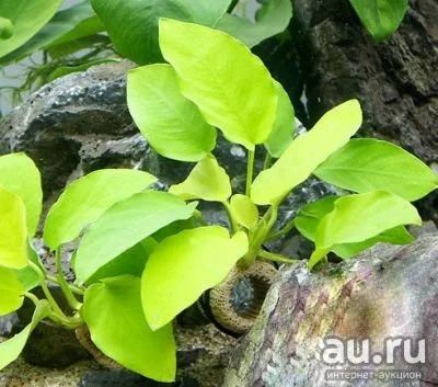 Лот: 16200354. Фото: 1. Анубиас Нана «Голд» (Anubias barteri... Водные растения