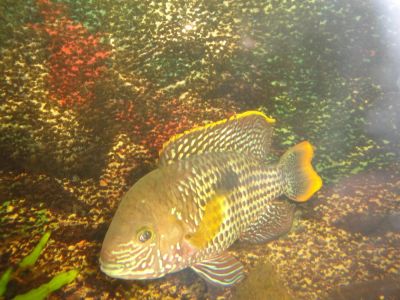 Лот: 7506790. Фото: 1. акара. Рыбки