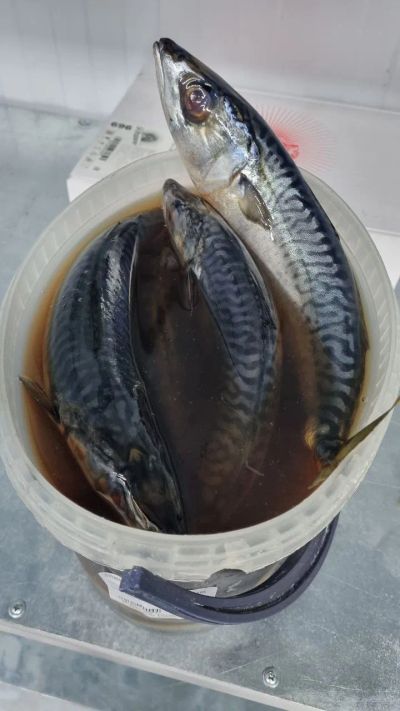 Лот: 20774459. Фото: 1. Скумбрия н/р с/с. Икра, рыба, морепродукты