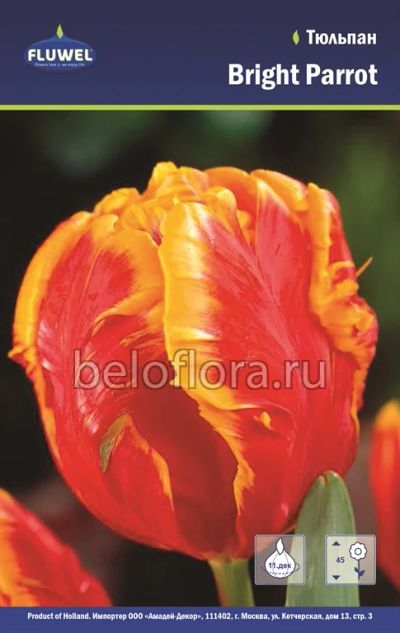 Лот: 6187832. Фото: 1. Тюльпан Bright Parrot. Луковица. Другое (семена, рассада, садовые растения)