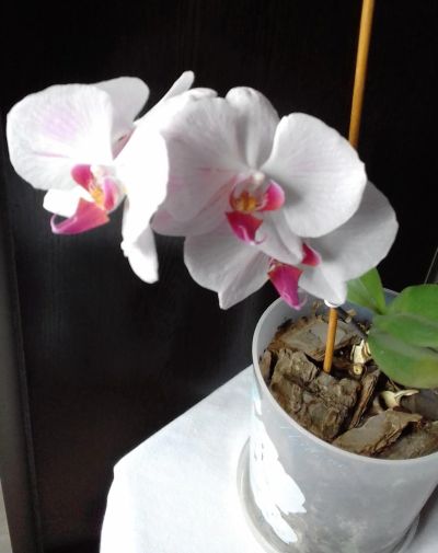 Лот: 13971474. Фото: 1. Орхидея - 2. Цветёт в настоящее... Горшечные растения и комнатные цветы