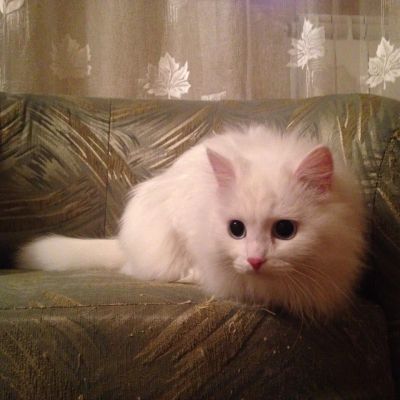 Лот: 8842422. Фото: 1. молодая кошечка. Кошки, котята