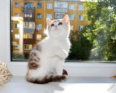 Лот: 5668472. Фото: 1. Scottish kitten. Кошки, котята