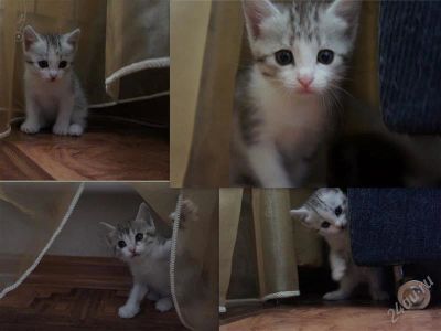 Лот: 1060613. Фото: 1. котенок. Остальные животные
