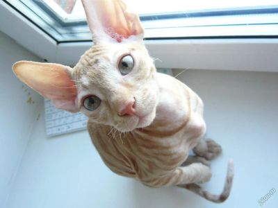 Лот: 5559832. Фото: 1. Котенок донского сфинкса. Кошки, котята
