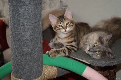 Лот: 13276097. Фото: 1. Котята. Кошки, котята
