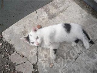 Лот: 460852. Фото: 1. Отдам котенка девочка. Остальные животные