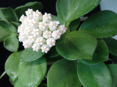 Лот: 16409830. Фото: 1. Хойя-Hoya Pachyclada yellow corona. Горшечные растения и комнатные цветы