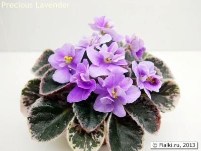 Лот: 7154221. Фото: 1. Фиалка Precious Lavender полумини... Горшечные растения и комнатные цветы