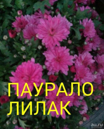 Лот: 7339392. Фото: 1. паурало лилак мультифлора. Садовые цветы