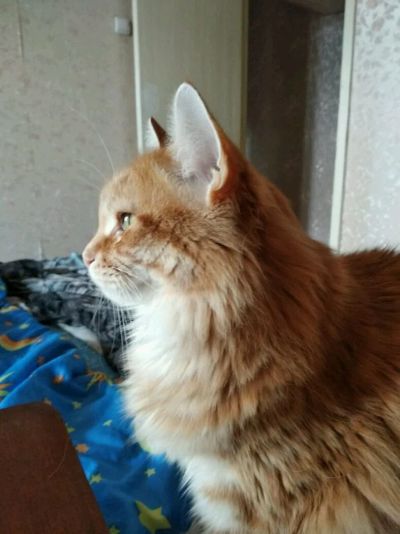 Лот: 12649199. Фото: 1. Сибирский кот. Кошки, котята