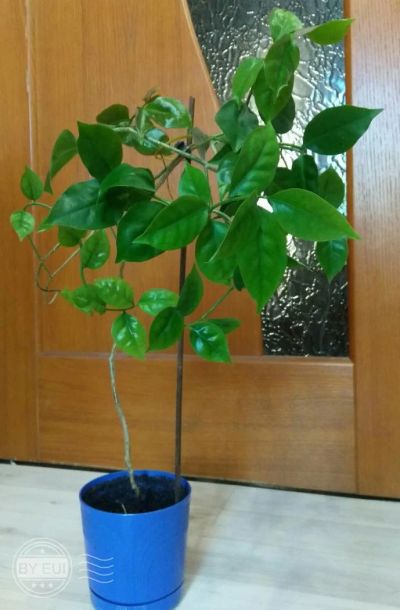 Лот: 11650984. Фото: 1. Переския - листовой кактус. Горшечные растения и комнатные цветы