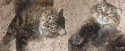 Лот: 9396957. Фото: 1. Кошечка. Кошки, котята