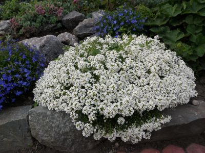 Лот: 10775176. Фото: 1. Алиссум морской (медунки) (Alyssum... Садовые цветы