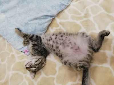 Лот: 17084353. Фото: 1. Котенок. Кошки, котята