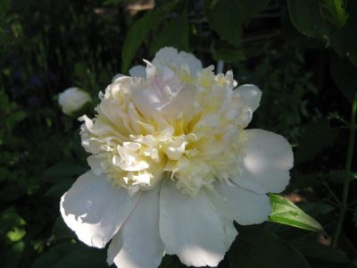 Лот: 10075244. Фото: 1. Пион сорт Honey Gold. Садовые цветы