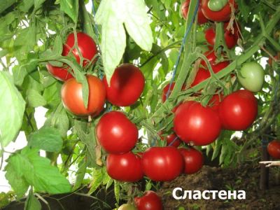 Лот: 10791997. Фото: 1. Рассада томата "Сластёна" - обилие... Овощи