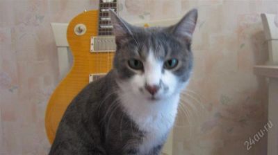 Лот: 1852599. Фото: 1. Burny Les Paul + чехол + стреплоки... Гитары