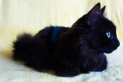 Лот: 4593056. Фото: 1. Подарю милого пушистого черного... Кошки, котята