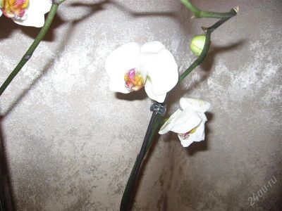 Лот: 825549. Фото: 1. Орхидея фаленопсис белая с розовой... Горшечные растения и комнатные цветы